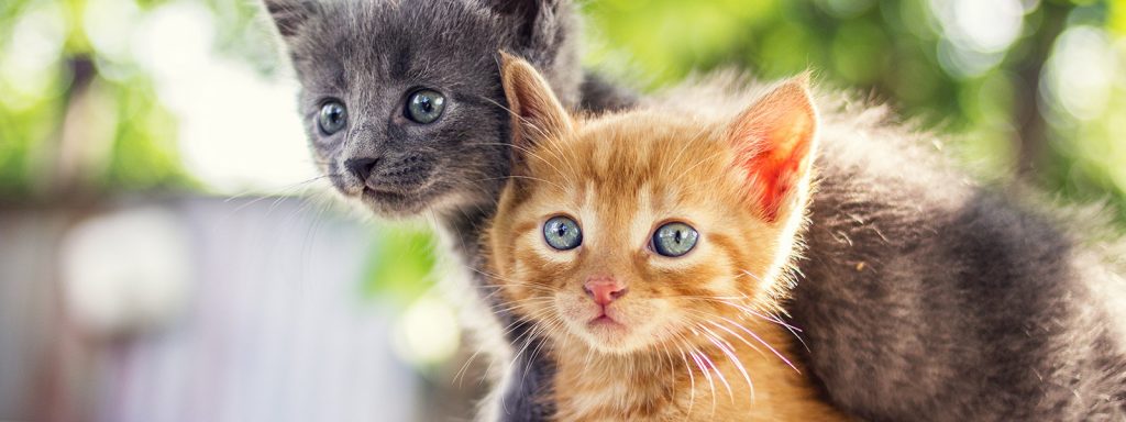 New Kitten Care Guide | Vets in Cranbourne