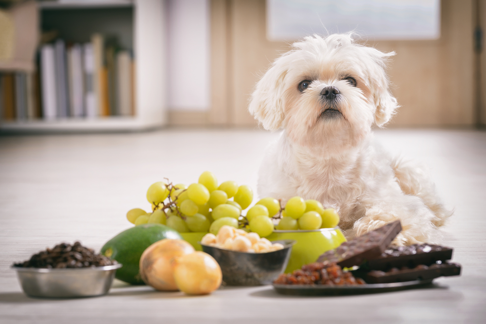 Common Household Pet Toxins - Vets in Cranbourne