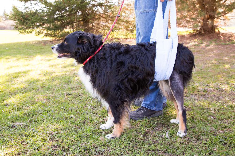 how long does it take a dogs knee to heal