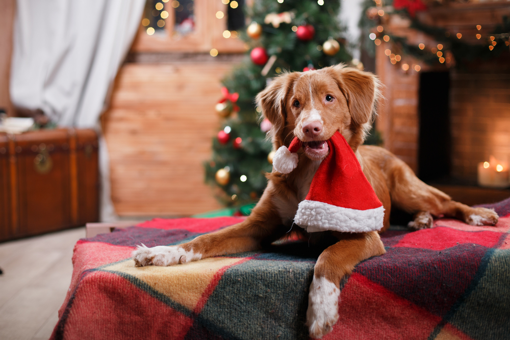 Dog friendly store christmas breaks 2018