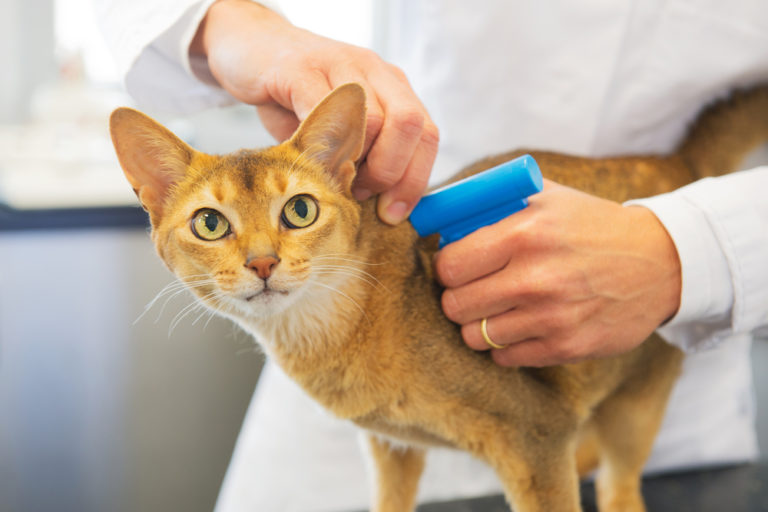 How Do I Register And Microchip My Pet? - Vets in Cranbourne