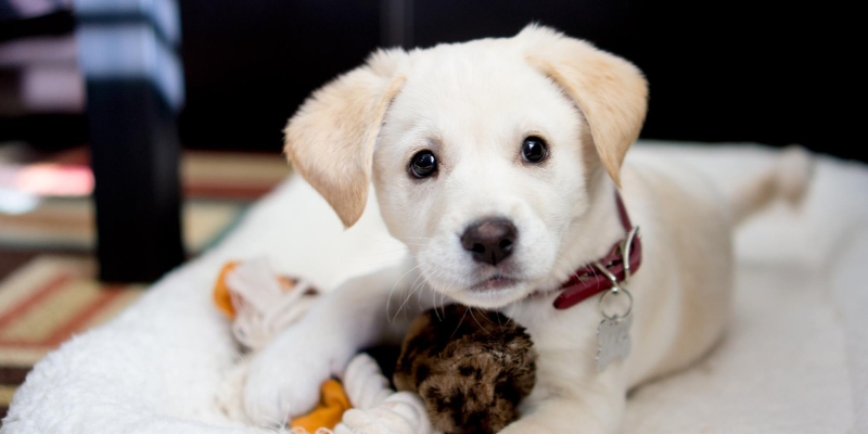 Planning properly for your new pup or rescue pet Vets in